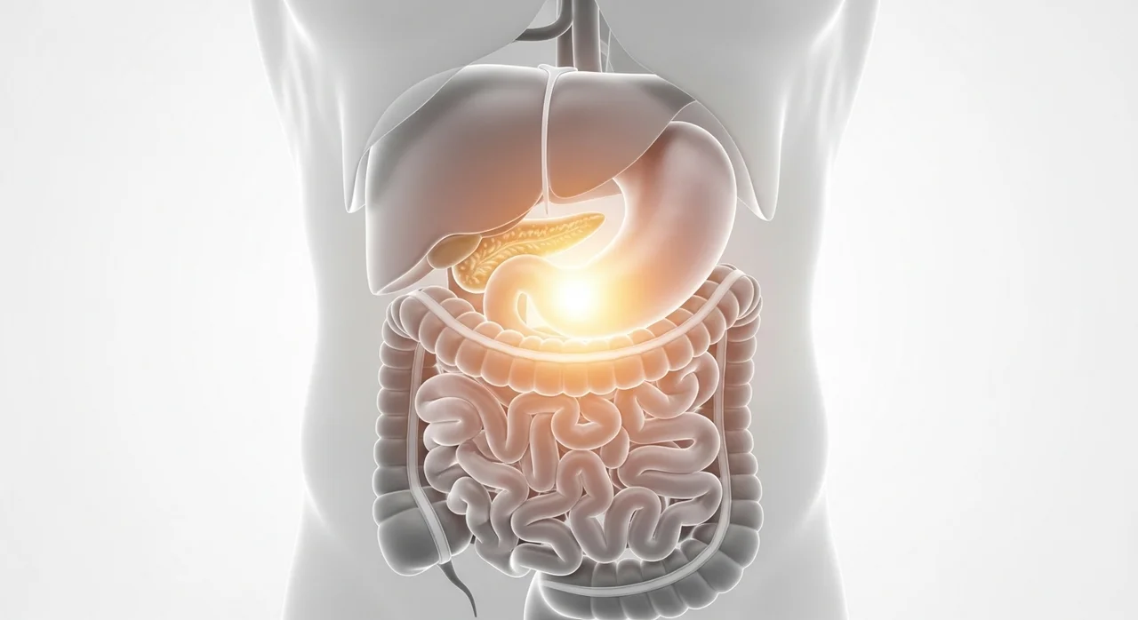 소화효소의 역할과 우리 몸에 필요한 이유