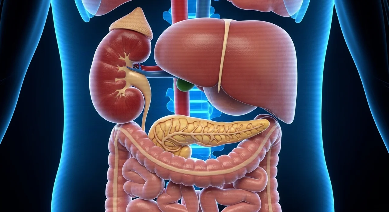 복부CT로 알 수 있는 질환과 확인 가능 장기